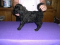 Chloe x Astro curly girl 7.4.0-1-1 Chloe x Astro curly girl 7.4.0-1-1
